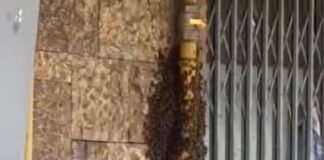 Sciame d'api invade una strada di Ostia, scatta il panico tra i passanti (VIDEO)