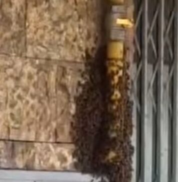 Sciame d'api invade una strada di Ostia, scatta il panico tra i passanti (VIDEO)