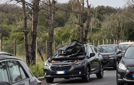 auto con pino