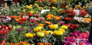 Festa della primavera bracciano