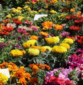 Festa della primavera bracciano