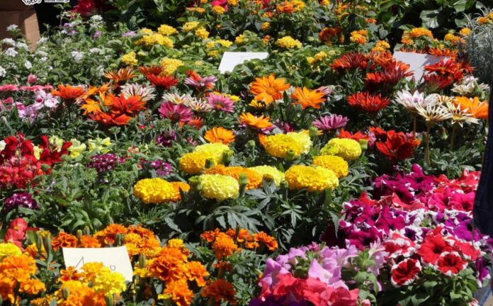 Festa della primavera bracciano