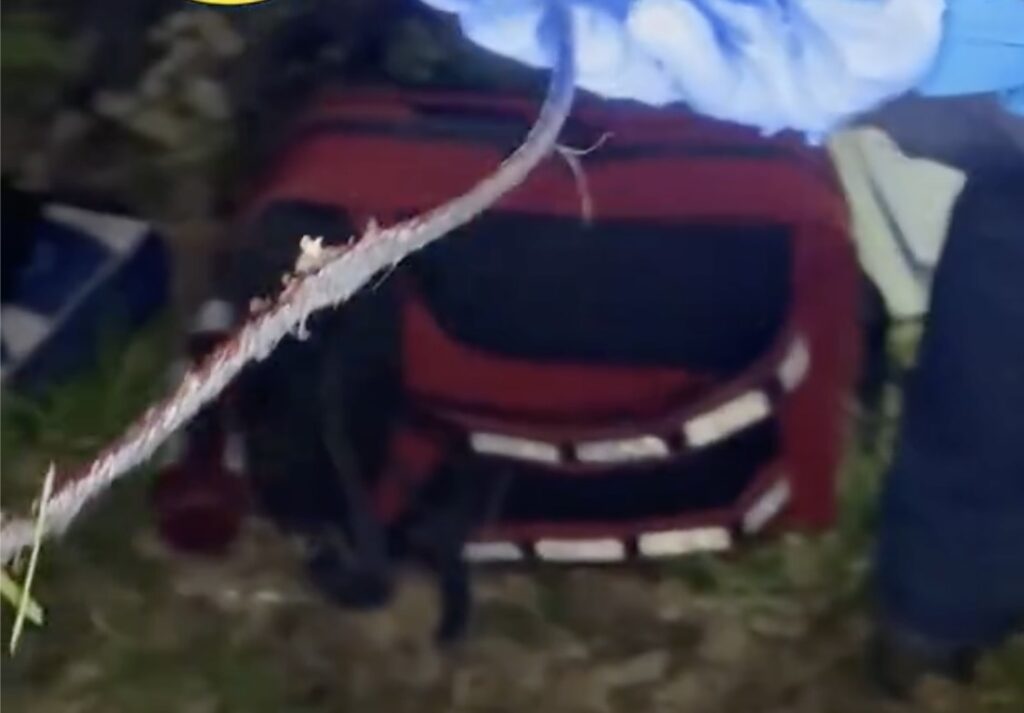 Salvato orso stretto dal cappio al collo: rimosso il laccio d'acciaio, ora si chiama Libero (VIDEO) 1