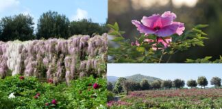 Fioritura di peonie e glicini, spettacolo unico a Vitorchiano: dove andare e cosa vedere