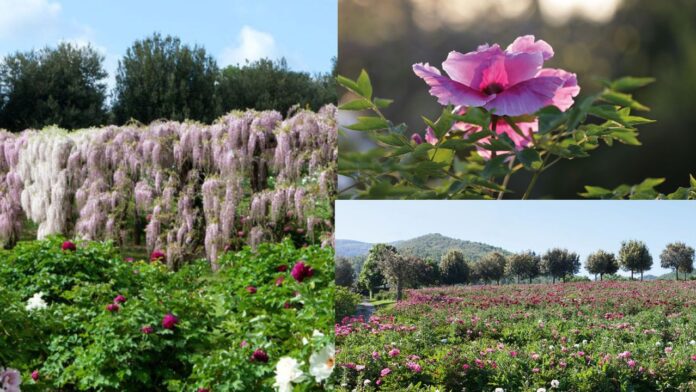 fioritura peonie cp Fioritura di peonie e glicini, spettacolo unico a Vitorchiano: dove andare e cosa vedere