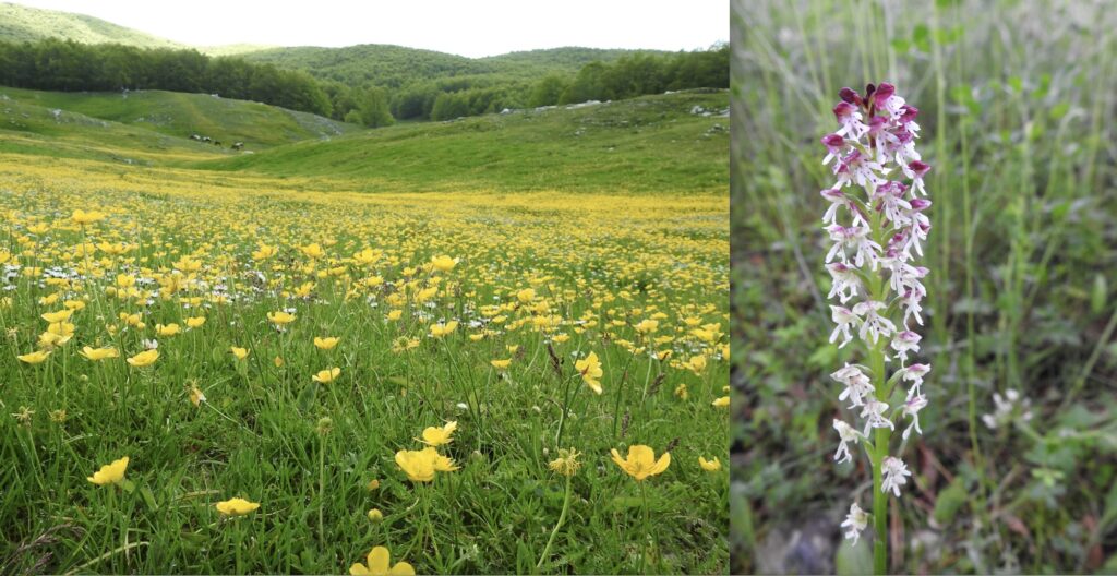 Escursioni gratis tra orchidee e lupi: come partecipare al City Nature Challenge 2026 sui Simbruini 2