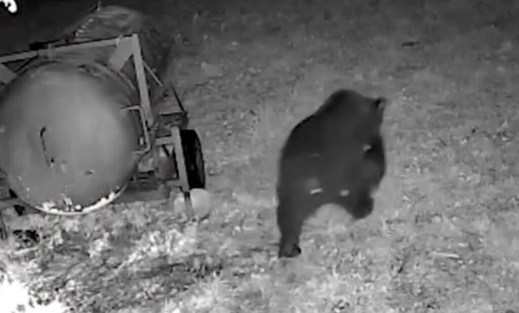 Salvato orso stretto dal cappio al collo: rimosso il laccio d'acciaio, ora si chiama Libero (VIDEO) 2