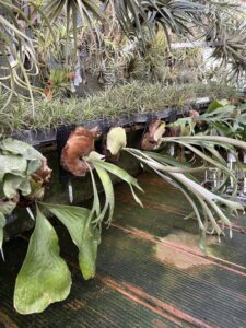 Orchidee dal Mondo 2026 a Monte Porzio Catone dal 10 al 12 aprile: programma e come arrivare 1