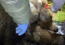 Salvato orso stretto dal cappio al collo: rimosso il laccio d’acciaio, ora si chiama Libero (VIDEO)