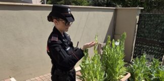Piante di papavero indiano nel giardino di casa: scattano le denunce