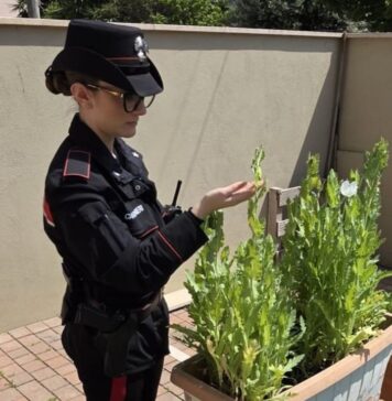 Piante di papavero indiano nel giardino di casa: scattano le denunce