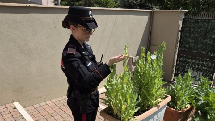 Piante di papavero indiano nel giardino di casa: scattano le denunce