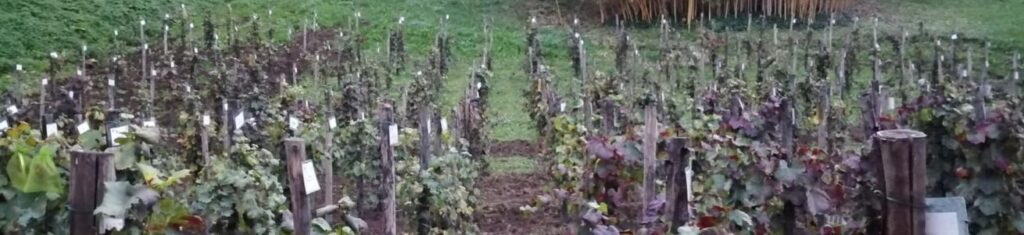 Il vigneto dei record nel cuore di Trastevere: domenica l’Open Day all’Orto Botanico 1