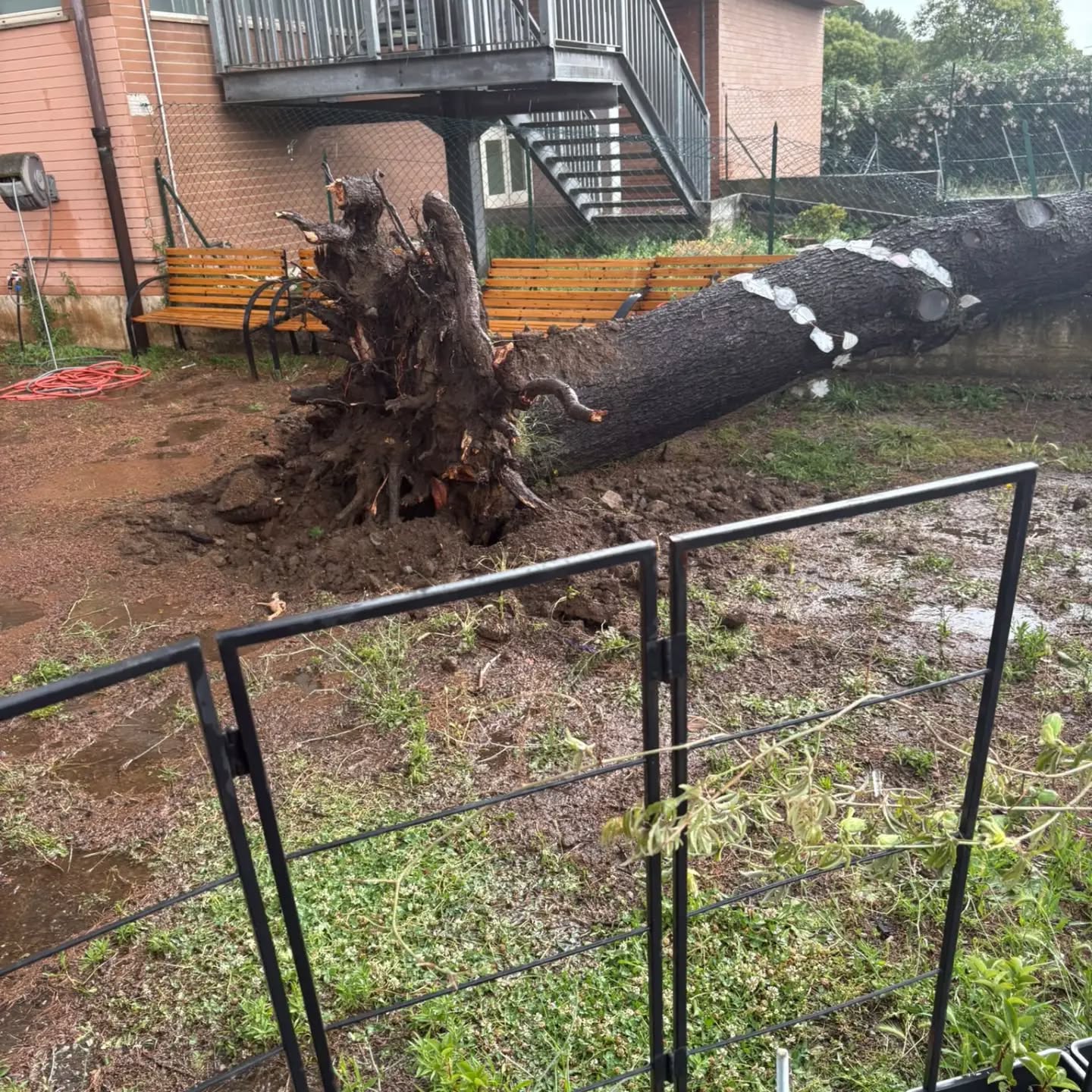 Cade un albero nel cortile di una scuola a Roma: tragedia sfiorata 2
