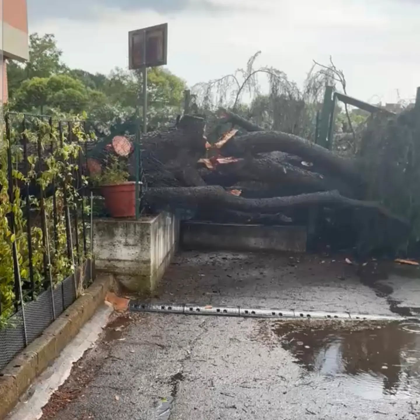 Cade un albero nel cortile di una scuola a Roma: tragedia sfiorata 1