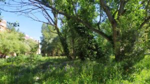 Da discarica a oasi di palude: il progetto di Wwf e Comitato di quartiere a Stella Polare 2 Da discarica a oasi di palude: il progetto di Wwf e Comitato di quartiere a Stella Polare 2