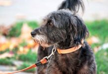 Chi sceglie di adottare un cane anziano dal canile convenzionato può contare sul sostegno del Comune di Fiumicino: contributo mensile pari a due terzi delle spese di mantenimento in struttura o riduzione del 50% sulla tassa rifiuti
