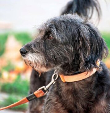 Chi sceglie di adottare un cane anziano dal canile convenzionato può contare sul sostegno del Comune di Fiumicino: contributo mensile pari a due terzi delle spese di mantenimento in struttura o riduzione del 50% sulla tassa rifiuti