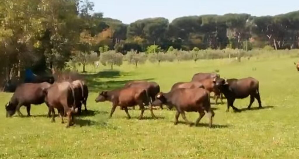 Tra scienza e folclore a Ostia i Campani in Tiberi svelano l’oro bianco ovvero la mozzarella di bufala 1