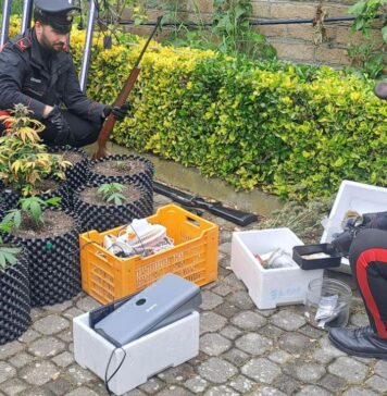 Serra domestica per produrre droga e munizioni, un arresto: tradito dall'odore