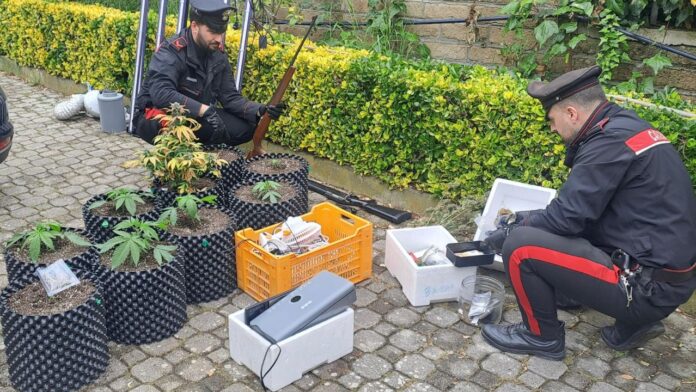 Cc cerveteri cp Serra domestica per produrre droga e munizioni, un arresto: tradito dall'odore