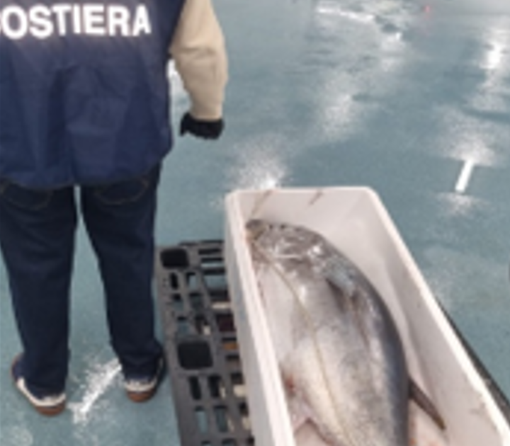 Cinque tonnellate di pesce sequestrate a Roma: gravi irregolarità alimentari e multe per 11mila euro 1