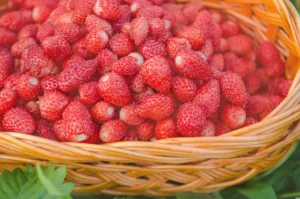 Festa delle fragole di nemi