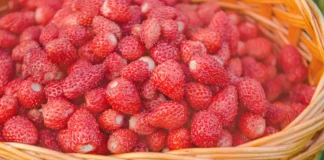 Festa delle fragole di nemi