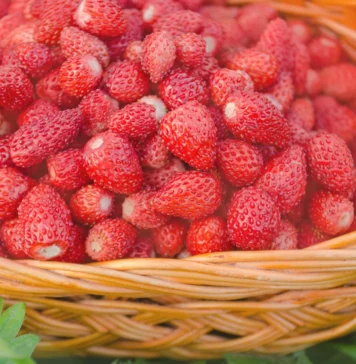 Festa delle fragole di nemi