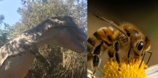 Weekend all’Oasi WWF Macchiagrande: programma completo tra natura, mare e laboratori