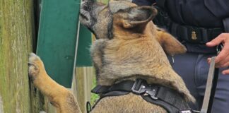 Rapinatore con il coltello ancora in mano e 4 pusher arrestati a Ostia: in azione anche il cane Nelly