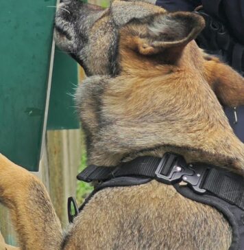 Rapinatore con il coltello ancora in mano e 4 pusher arrestati a Ostia: in azione anche il cane Nelly