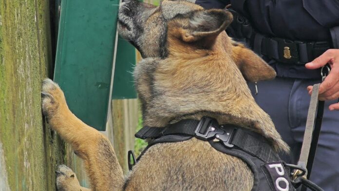 Rapinatore con il coltello ancora in mano e 4 pusher arrestati a Ostia: in azione anche il cane Nelly
