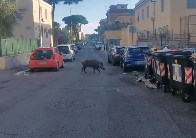 Cinghiale con collare a Primavalle: giallo sull'esemplare "addomesticato" che vaga tra i rifiuti a caccia di cibo (FOTO e VIDEO) 1 Cinghiale con collare a Primavalle: giallo sull'esemplare "addomesticato" che vaga tra i rifiuti a caccia di cibo (FOTO e VIDEO) 1