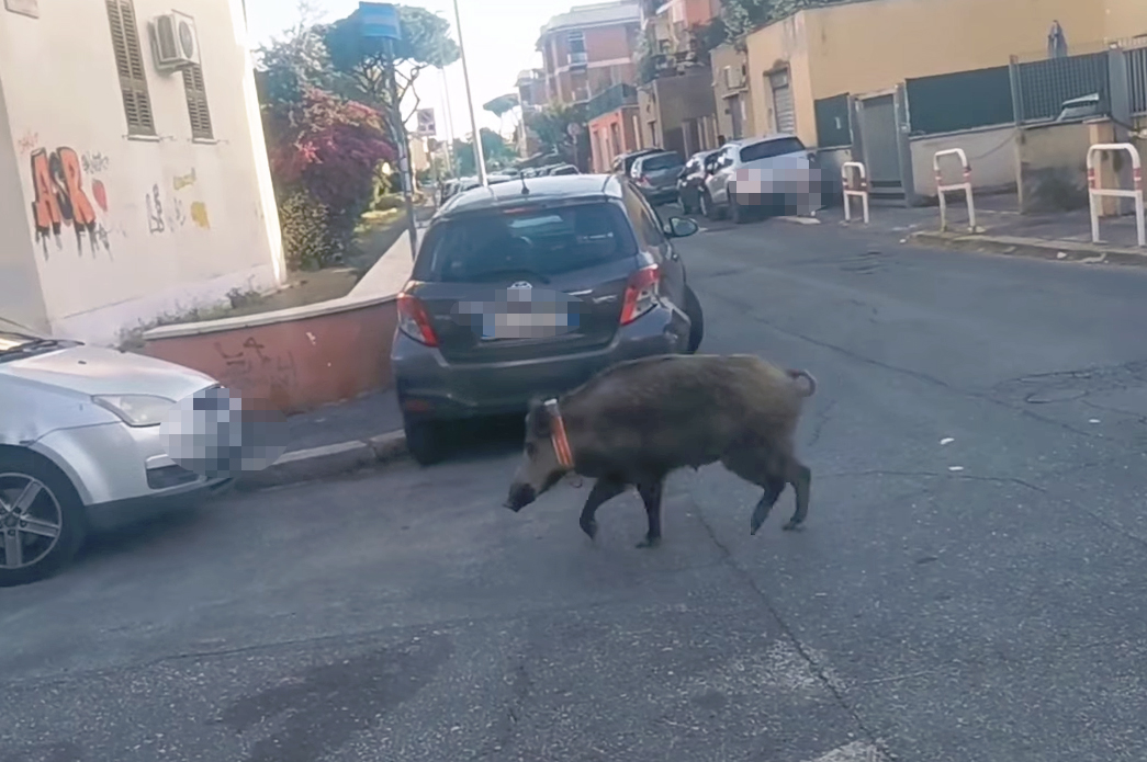 Cinghiale con collare a Primavalle: giallo sull'esemplare "addomesticato" che vaga tra i rifiuti a caccia di cibo (FOTO e VIDEO) 2 Cinghiale con collare a Primavalle: giallo sull'esemplare "addomesticato" che vaga tra i rifiuti a caccia di cibo (FOTO e VIDEO) 2