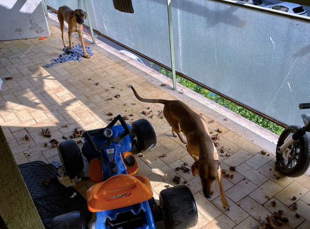 Cani segregati tra gli escrementi, senza cibo né acqua: l'orrore scoperto a Tor Tre Teste (FOTO) 1 Cani segregati tra gli escrementi, senza cibo né acqua: l'orrore scoperto a Tor Tre Teste (FOTO) 1