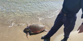 Tartaruga marina trovata morta sulla spiaggia di Pomezia: trasferimento consentirà attività di ricerca e studio