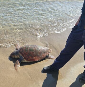 Tartaruga marina trovata morta sulla spiaggia di Pomezia: trasferimento consentirà attività di ricerca e studio