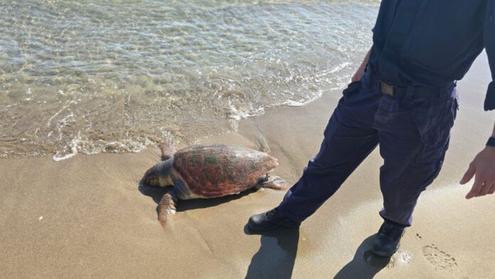 Tartaruga cp Tartaruga marina trovata morta sulla spiaggia di Pomezia: trasferimento consentirà attività di ricerca e studio