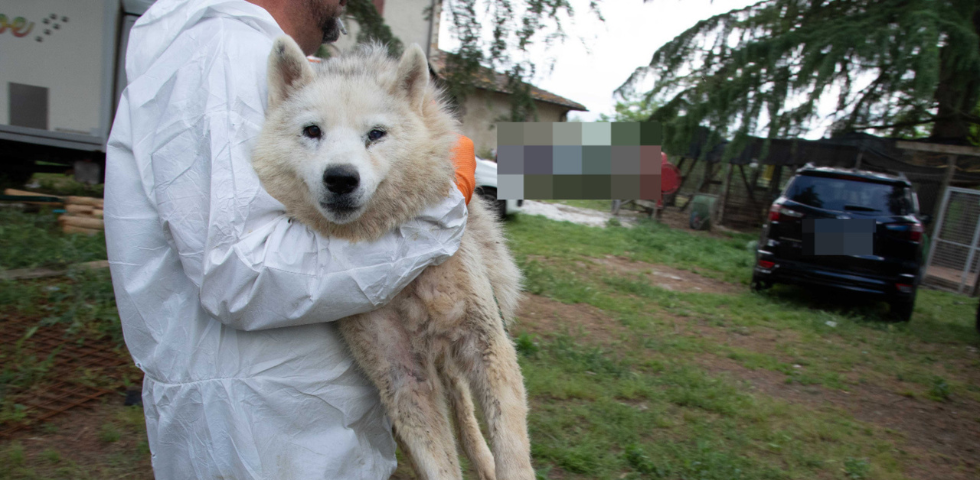Oltre 200 Husky salvati da un allevamento "lager": gli animali pronti per l'affido 1 Allevamento lager