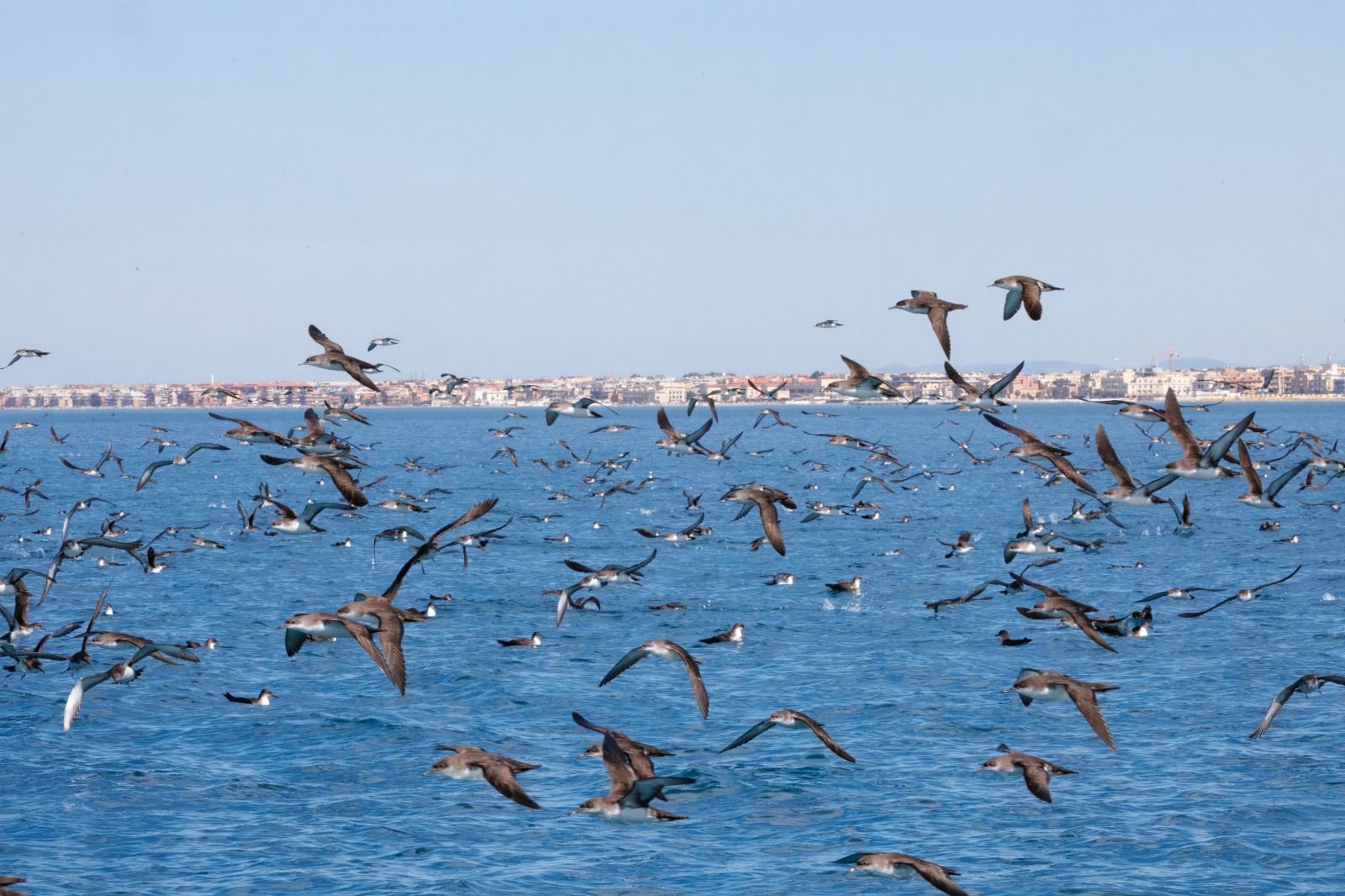 Spettacolo della natura a Ostia: migliaia di Berte a caccia di alici a pochi metri dalla riva (FOTO e VIDEO) 1 Spettacolo della natura a Ostia: migliaia di Berte a caccia di alici a pochi metri dalla riva (FOTO e VIDEO) 1