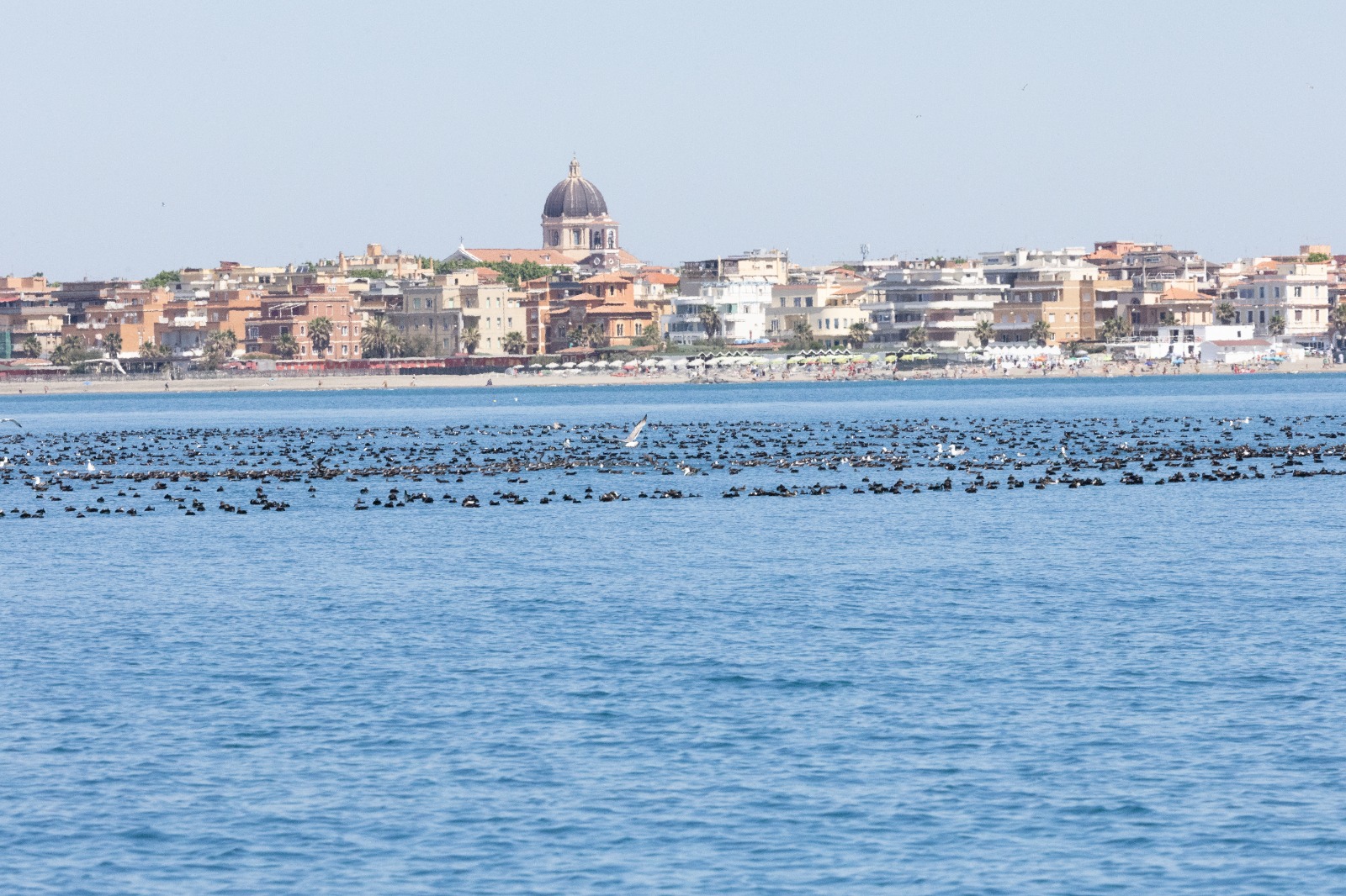 Spettacolo della natura a Ostia: migliaia di Berte a caccia di alici a pochi metri dalla riva (FOTO e VIDEO) 2 Spettacolo della natura a Ostia: migliaia di Berte a caccia di alici a pochi metri dalla riva (FOTO e VIDEO) 2