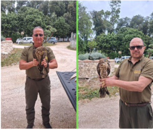 Falco recuperato dai guardiaparco sulla spiaggia di Lavinio: ora lo stanno curando 1