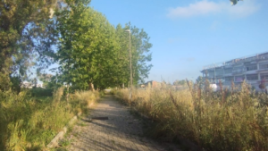 Il parco di Palocco 84 assediato da sterpaglie e topi a due passi dalla scuola: l’allarme dei residenti 1