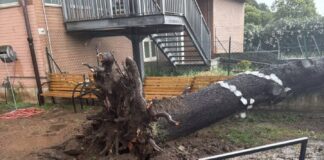 L'albero caduto nel cortile di una scuola a Roma