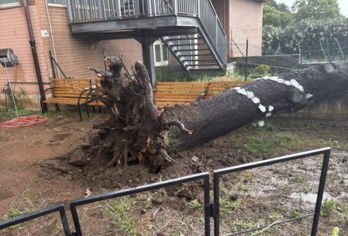 L'albero caduto nel cortile di una scuola a Roma