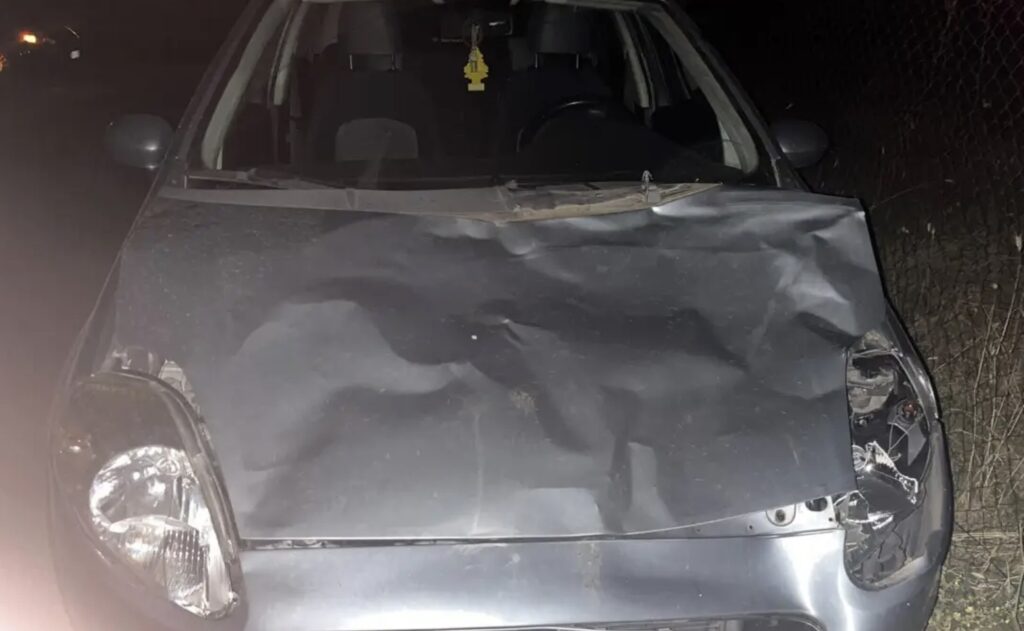 Monti Lucretili, 40 vacche selvatiche uccise a fucilate nel Parco: "Scene da far west" 1