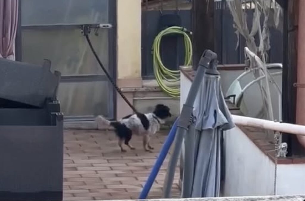 Segnala cane legato al balcone e viene aggredito: sassi a Roma contro l’attivista Enrico Rizzi 1 Segnala cane legato al balcone e viene aggredito: sassi a Roma contro l’attivista Enrico Rizzi 1