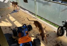 Orrore sul balcone: due cani prigionieri tra le feci. Salvati dai carabinieri, denunciato il proprietario