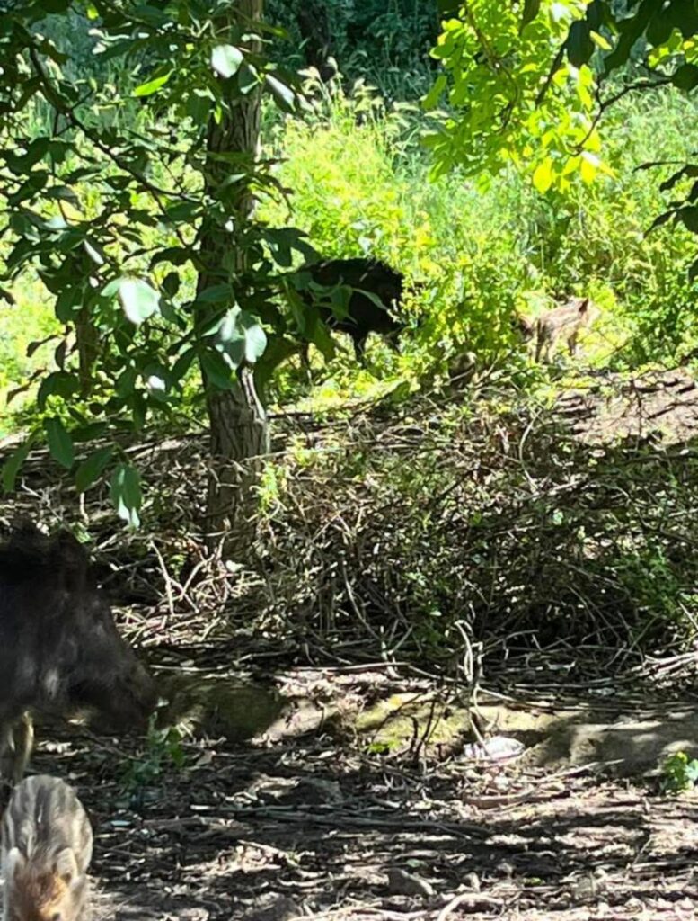 Paura in condominio: cinghiale intrappolato tenta di entrare in un appartamento (VIDEO) 1